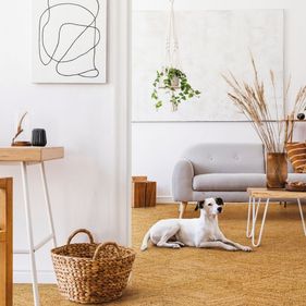Hund ligger på gulv i stue