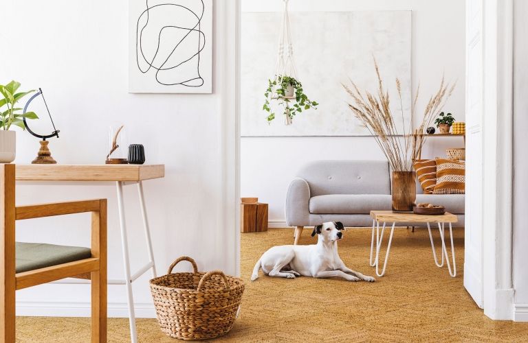 Hund ligger på gulv i stue